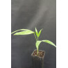 Areca triandra - Trandra-Palm