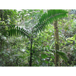 Chamaedorea linearis - San Pablo-Bergpalme