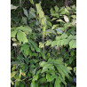 Arenga caudata "Bifid Leaves"