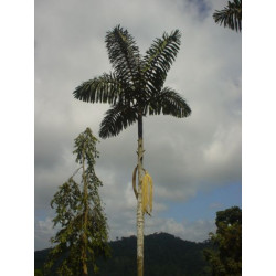 Iriartea deltoidea "Amazonia" - Copa-Palme