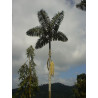 Iriartea deltoidea "Amazonia" - Copa-Palme