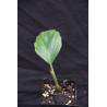 Iriartea deltoidea "Amazonia" - Copa-Palme