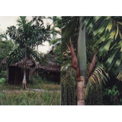 Socratea exorrhiza - Wanderpalme