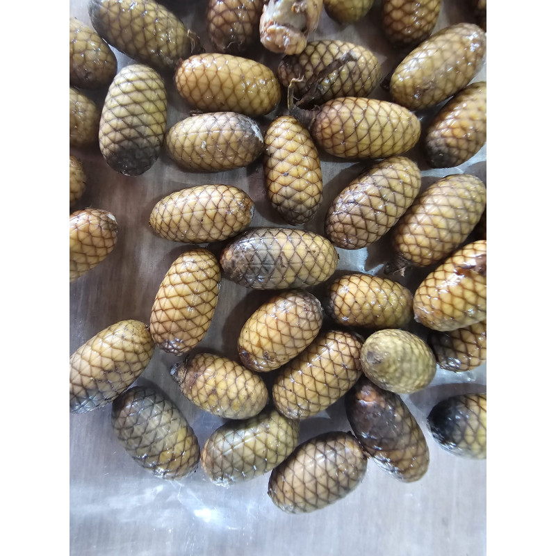 Calamus flagellum
