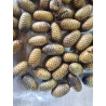 Calamus flagellum