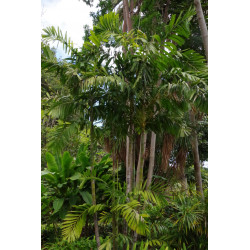 Ptychosperma macarthurii - MacArthur-Palme