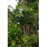 Ptychosperma macarthurii - MacArthur-Palme
