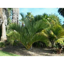 Dypsis decipiens (syn. Chrysalidocarpus d.) - Madagassische Königspalme