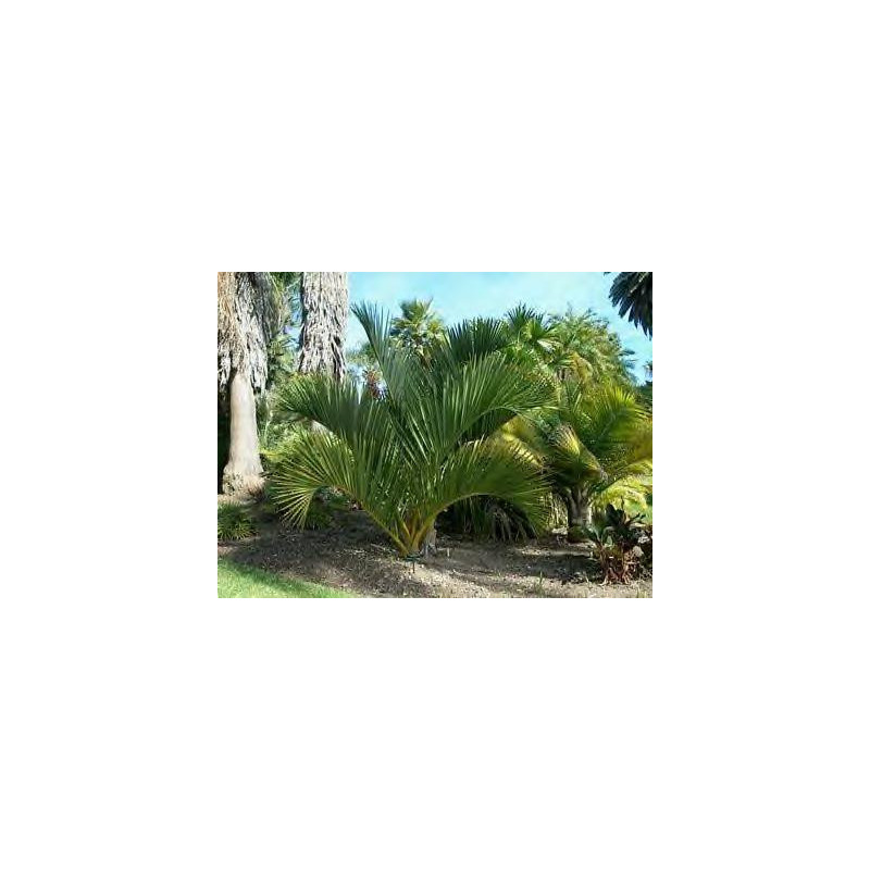 Dypsis decipiens (syn. Chrysalidocarpus d.) - Madagassische Königspalme
