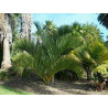 Dypsis decipiens (syn. Chrysalidocarpus d.) - Madagassische Königspalme