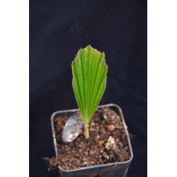 Arenga westerhoutii  - Westerhouts Zuckerpalme
