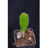 Arenga westerhoutii  - Westerhouts Zuckerpalme