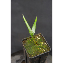 Brassiophoenix drymophloeoides