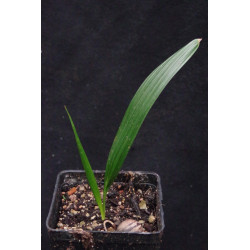Syagrus schizophylla - Arikury-Palme