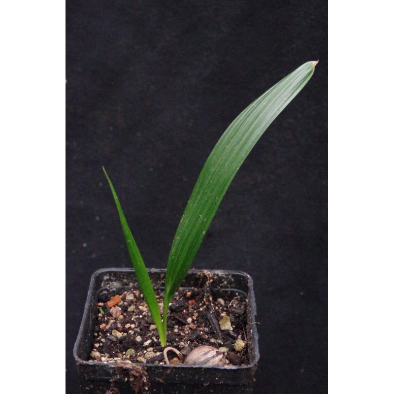 Syagrus schizophylla - Arikury-Palme
