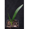 Syagrus schizophylla - Arikury-Palme