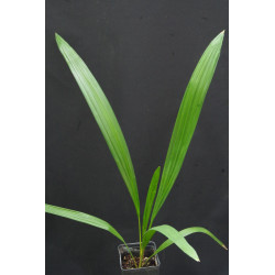 Syagrus schizophylla - Arikury-Palme