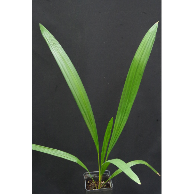 Syagrus schizophylla - Arikury-Palme