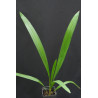 Syagrus schizophylla - Arikury-Palme