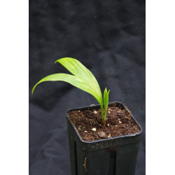 Pinanga rumphiana