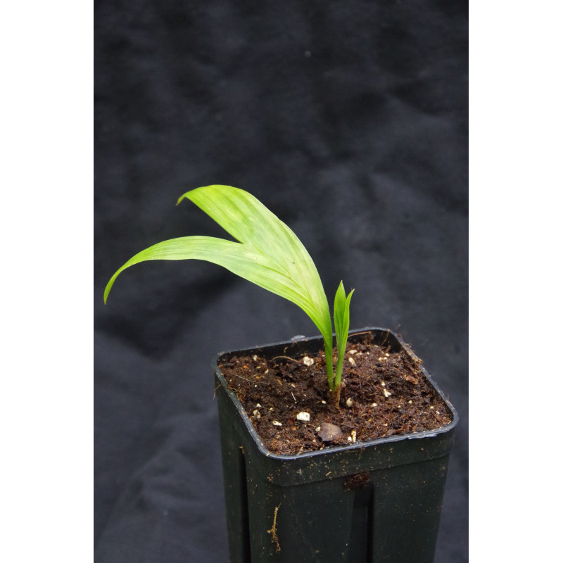 Pinanga rumphiana