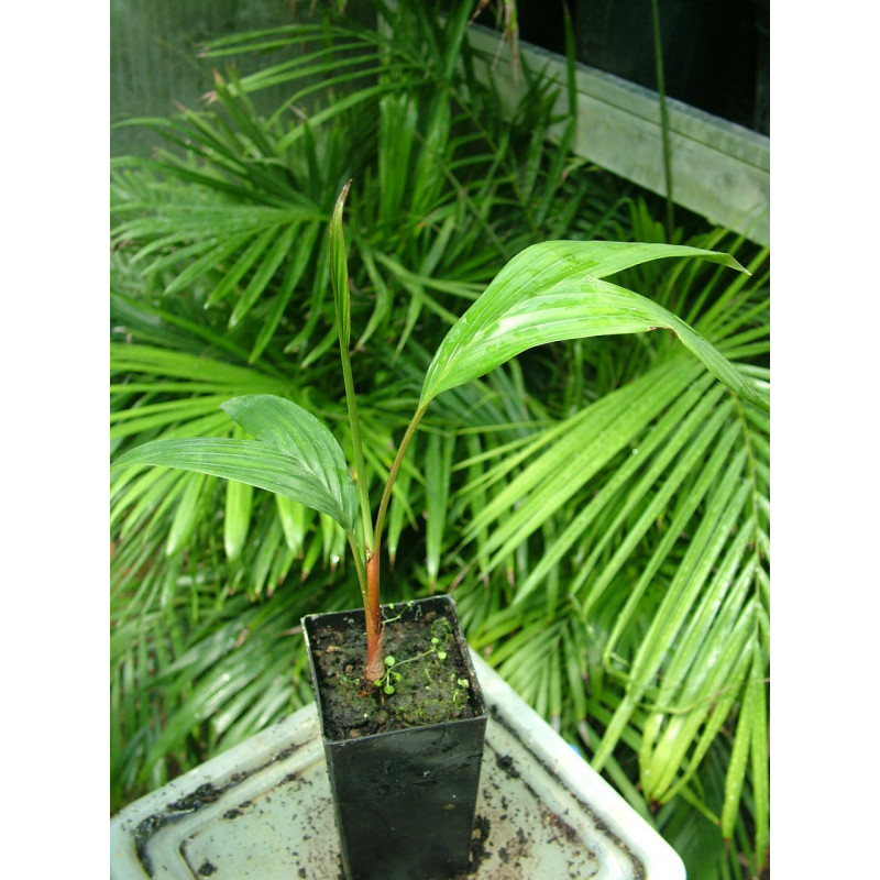Areca vestiaria "Maroon" - Vestiaria-Palm
