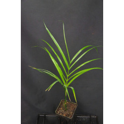 Areca mandacanii
