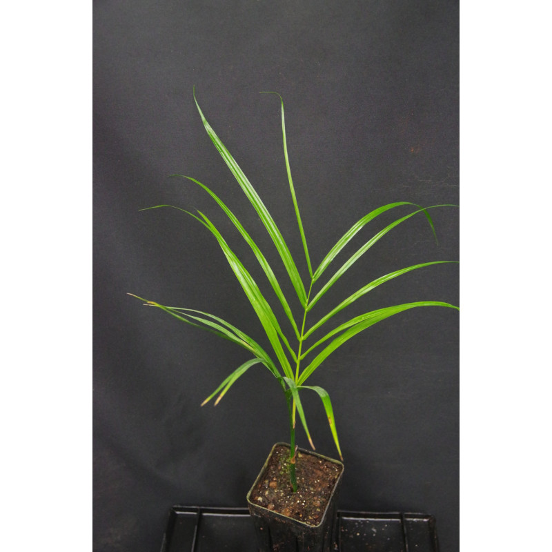 Areca mandacanii