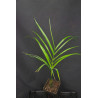 Areca mandacanii
