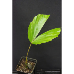 Caryota kiriwongensis