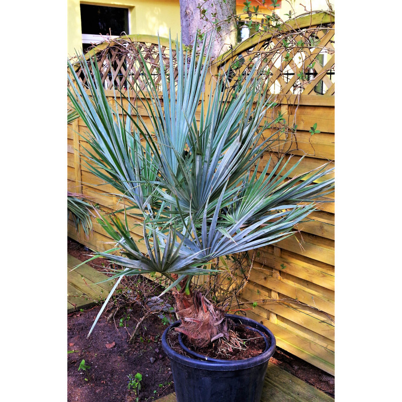 Brahea calcarea - White Rock Palm (syn. Brahea nitida)