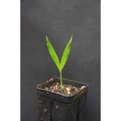 Chamaedorea warszewiczii