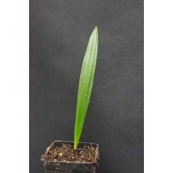 Syagrus schizophylla - Arikury-Palme