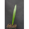 Syagrus schizophylla - Arikury-Palme