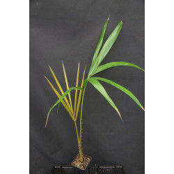 Salacca griffithii