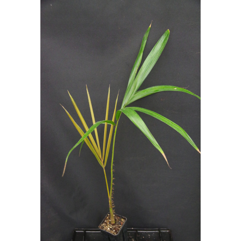 Salacca griffithii