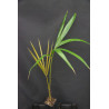 Salacca griffithii