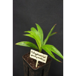Calyptrocalyx pachystachys