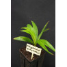 Calyptrocalyx pachystachys