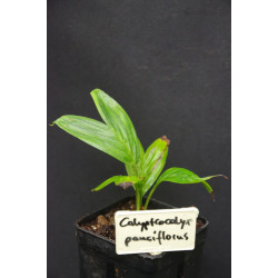 Calyptrocalyx pauciflorus