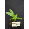 Calyptrocalyx pauciflorus