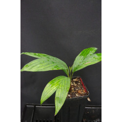 Calyptrocalxy polyphyllus