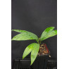 Calyptrocalxy polyphyllus