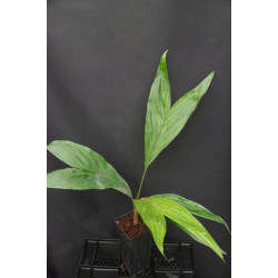 Calyptrocalxy polyphyllus