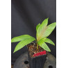 Calyptrocalxy polyphyllus
