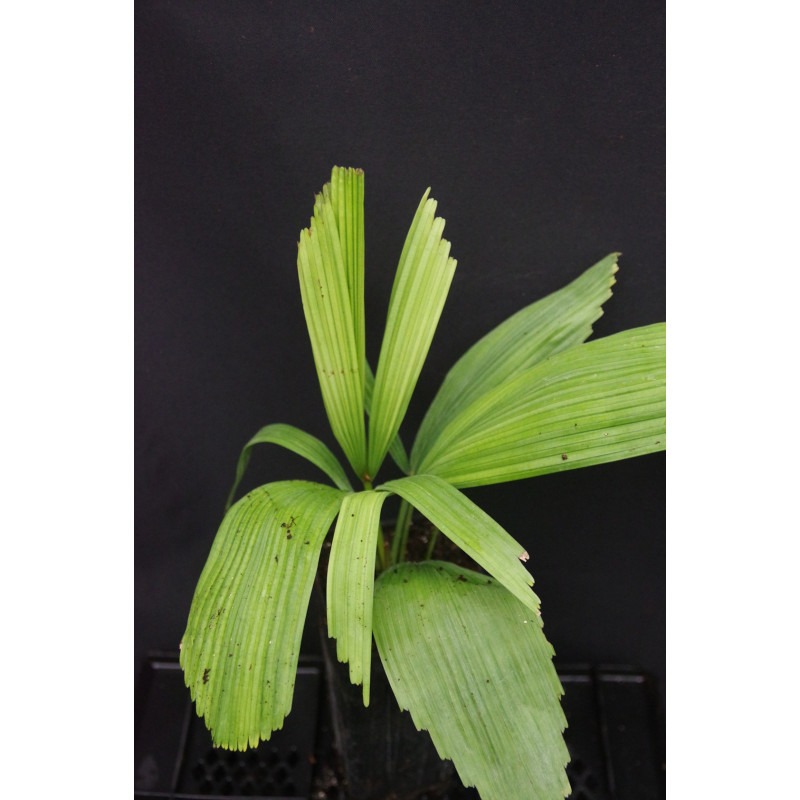 Licuala khoonmengii - Metallic Fan Palm