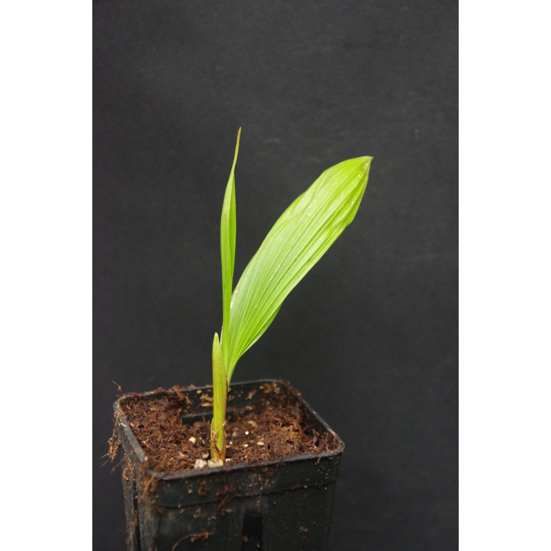 Beccariophoenix fenestralis - Madagascar Window Palm