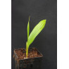 Beccariophoenix fenestralis - Madagascar Window Palm