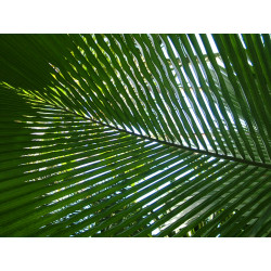 Beccariophoenix fenestralis - Madagassische Fensterpalme