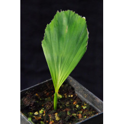 Arenga micrantha - Tibet-Zuckerpalme